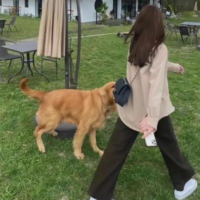 洪兴仔之江湖大风暴